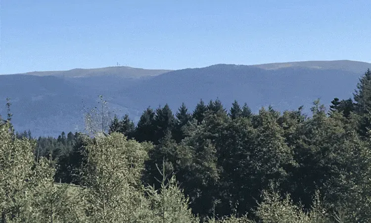 Suivi parcelle bois à Bertignat