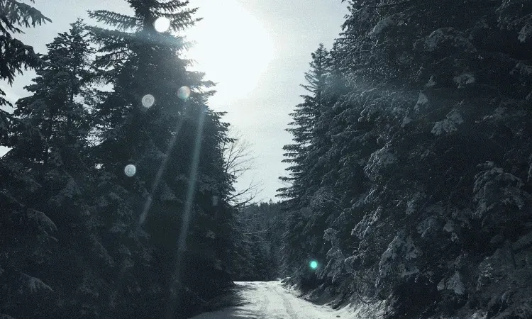 recolte de bois (233)