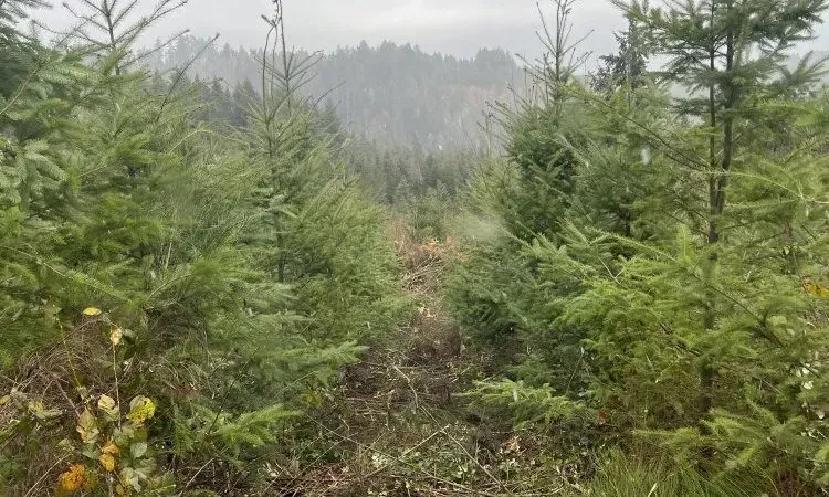 recolte de bois (235)