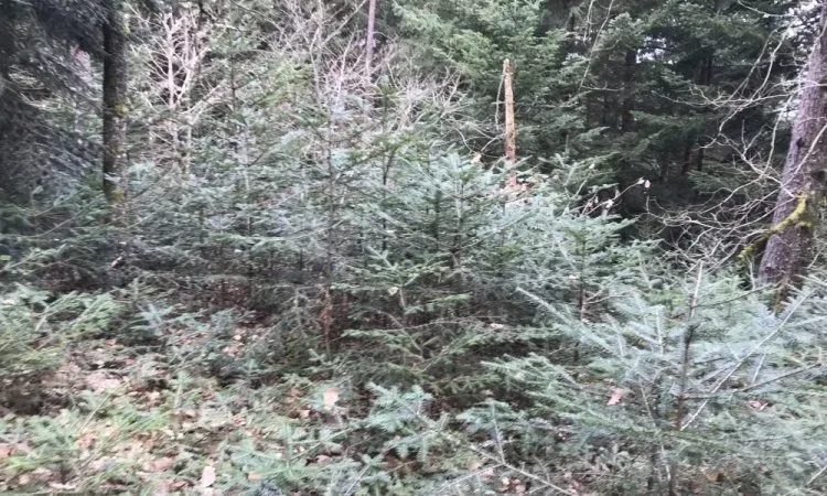 recolte de bois (236)