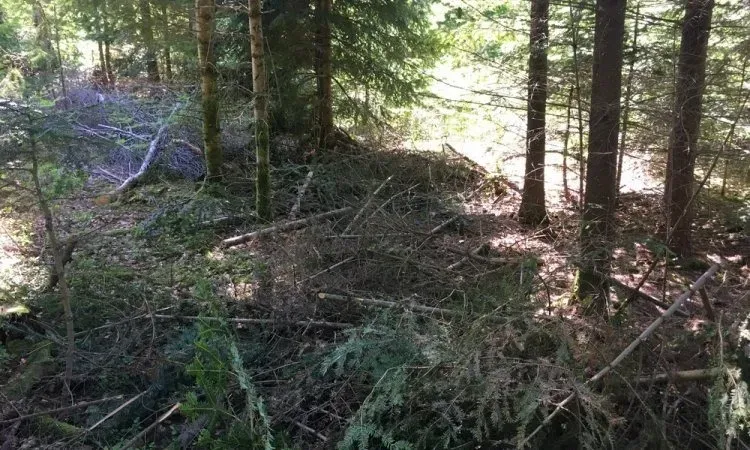 Gestion parcelle forestière à Bertignat