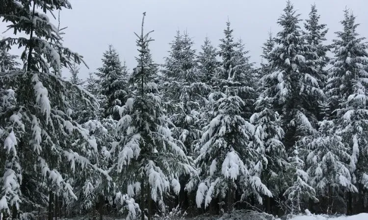 recolte de bois (238)