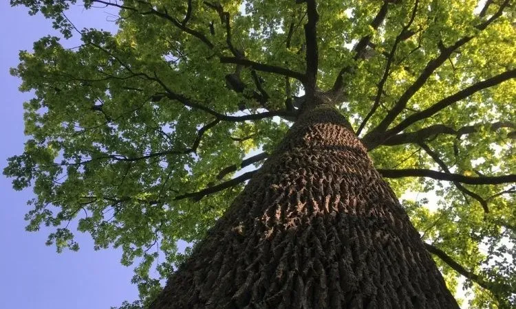 recolte de bois (239)