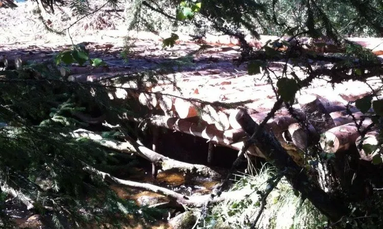 recolte de bois (240)