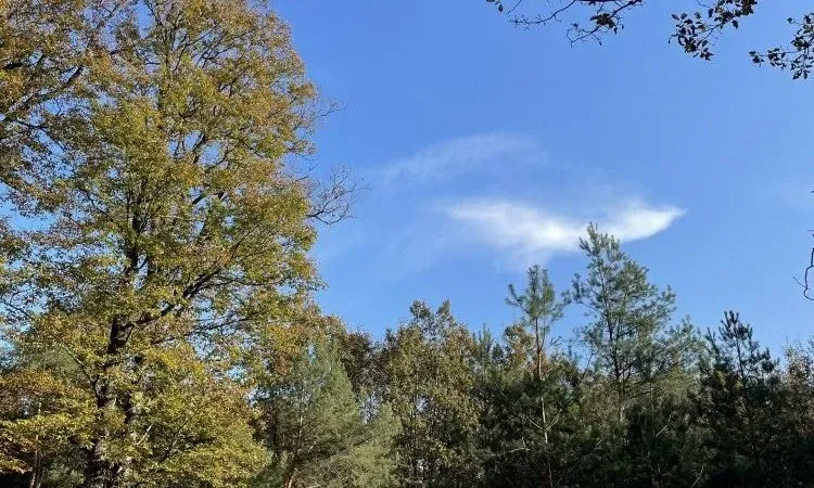 recolte de bois (241)